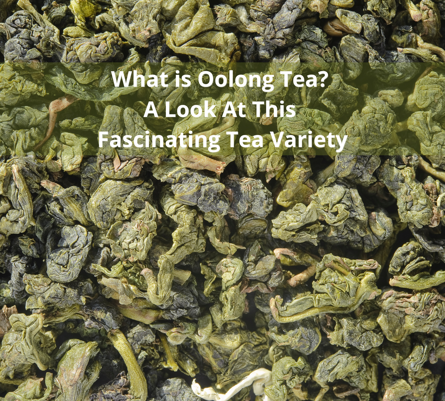 What is Oolong Tea? A Look At This Fascinating Tea Variety