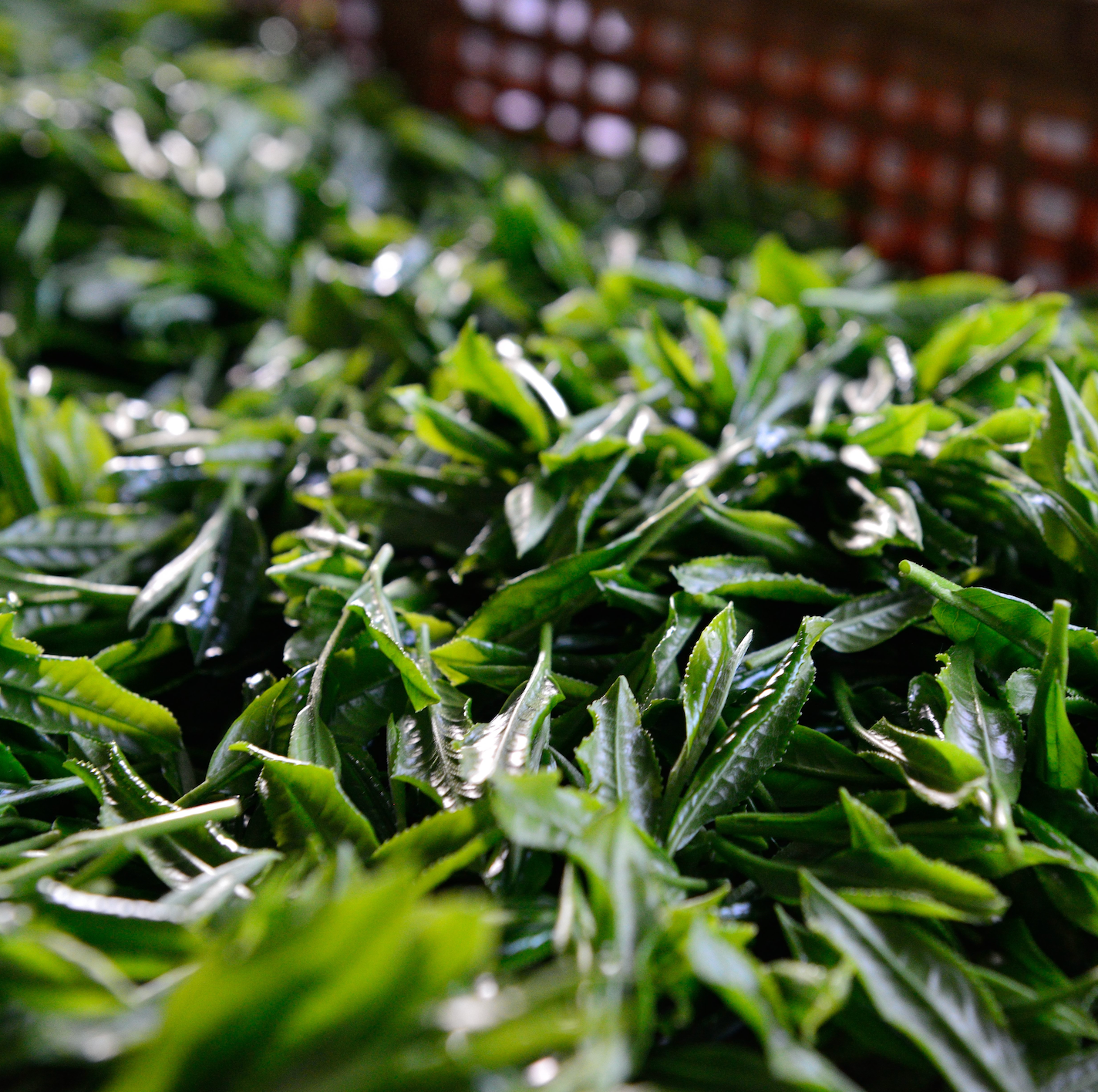 The Art of Hand-Rolled Tea: Temomi Masterclass by Tea Master Yoshiaki Hiruma