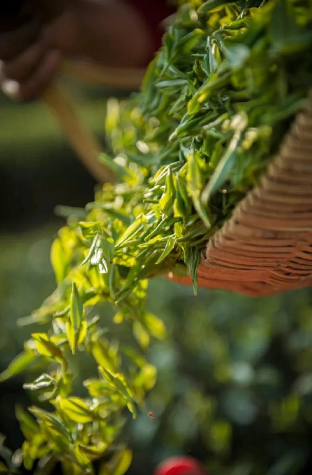 2025 Pre Qing Ming Da Fo Long Jing 大佛龙井