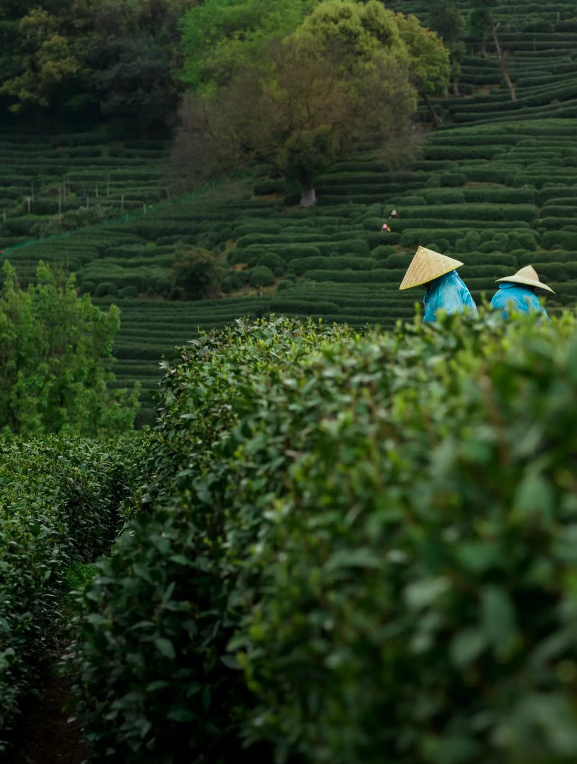 2025 Pre Qing Ming Da Fo Long Jing 大佛龙井