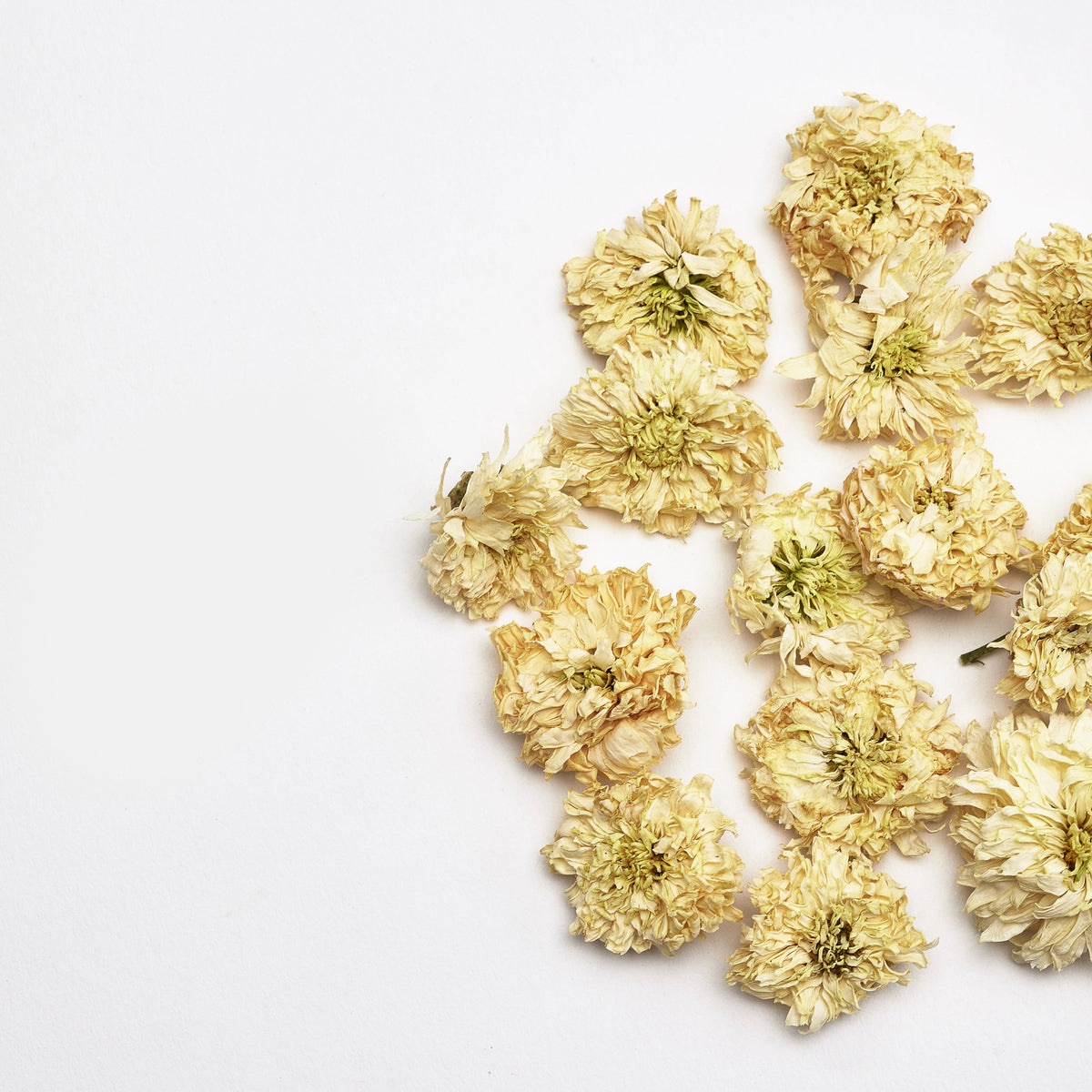 Chinese Gong Ju Chrysanthemum 贡菊 – ICHA TEA